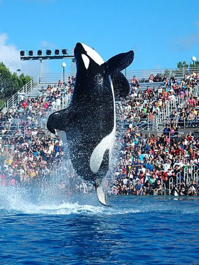 SeaWorld at 60: Celebrating 6 Decades of Oceanic Wonders